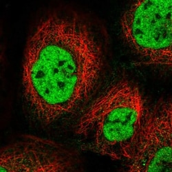 p33MONOX Antibody, Novus Biologicals 25 &mu;L; Unlabeled:Antibodies, Polyclonal